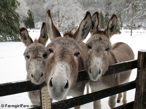 The Daily Donkey. Awesome Milk Pictures, Blossom Wallpaper, Mini Donkey, Hee Haw, Cherry Blossom Wallpaper, Cute Donkey, Three Stooges, Incredible Creatures, Seasonal Recipes