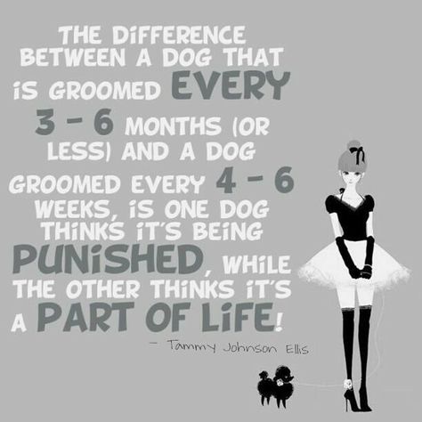 So true. Even if your pup doesn't need to see a groomer that often it names so much difference if their owner keeps them accustomed to having their get handled and being wet down! Dog Grooming Quotes, Grooming Quotes, Dogs Quotes, Grooming Ideas, Dog Grooming Styles, Grooming Business, Dog Grooming Shop, Dogs Grooming, Dog Grooming Salons