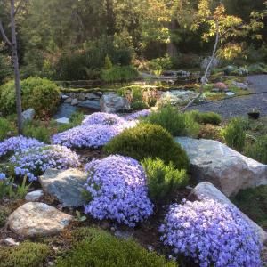 What to plant on septic fields Septic Landscaping Ideas, Septic Drain Field Landscaping, Leech Field Landscaping, Mound Landscaping, Septic Mound Landscaping, Mound Septic System, Septic Tank Covers, Perennial Bulbs, Shade Garden Plants