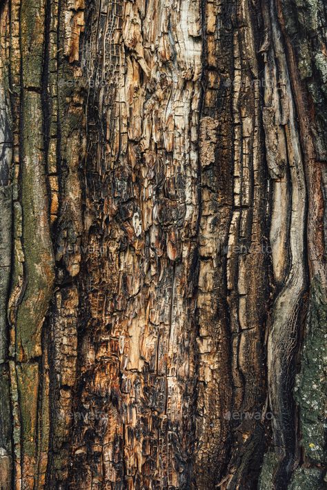 Maple Tree Bark, Rotten Wood, Tree Bark Texture, Bark Texture, Maple Tree, Abstract Faces, Autumn Forest, Wooden Background, Tree Bark