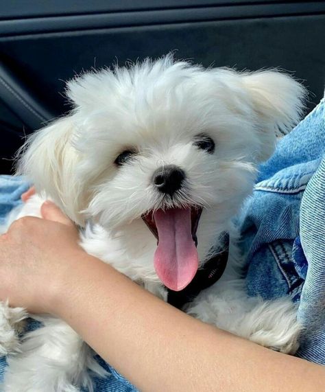 Small Puppy Breeds, Playing With Kids, Cute Puppies For Sale, White Fluffy Dog, Maltese Puppies For Sale, Puppy Toys, Puppies For Sale Near Me, Most Beautiful Dogs, Maltese Puppies