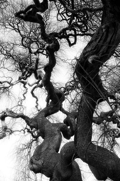 Landscape Design Aesthetic, Tree Of Life Aesthetic, Black And White Nature Photography, Dark Tree, Black And White Photograph, Black And White Tree, Old Tree, Old Trees, Tree Photography