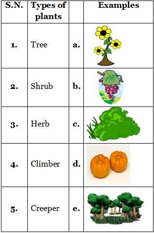 Types of plants practice sheets for science grade 2 CBSE Types Of Plants Worksheets For Grade 1, Types Of Plants For Kids Chart, Types Of Plants For Kids, Types Of Plants Worksheet, Evs Worksheet, Worksheets For Grade 2, Jolly Phonics Activities, Shapes Activity, Plant Lessons