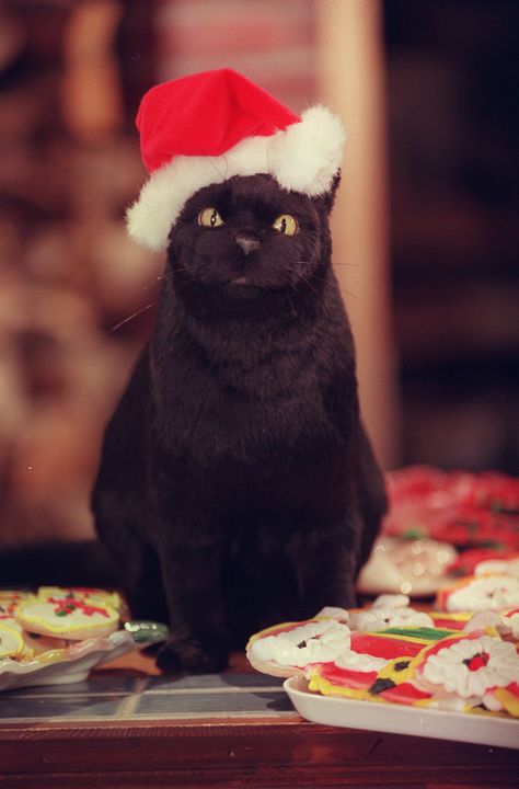 Salem the Cat in a Santa Hat Sabrina Cat, Salem The Cat, Salem Saberhagen, Salem Cat, Tatoo Dog, Cat Santa Hat, Witch Wallpaper, F2 Savannah Cat, Christmas Pops