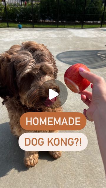 Drinks For Dogs, Dog Kong, Mom Community, Pet Snacks, Doggy Treats, Dog Trends, Dog Ice Cream, Healthy Dog Treats Homemade, Aussie Puppies