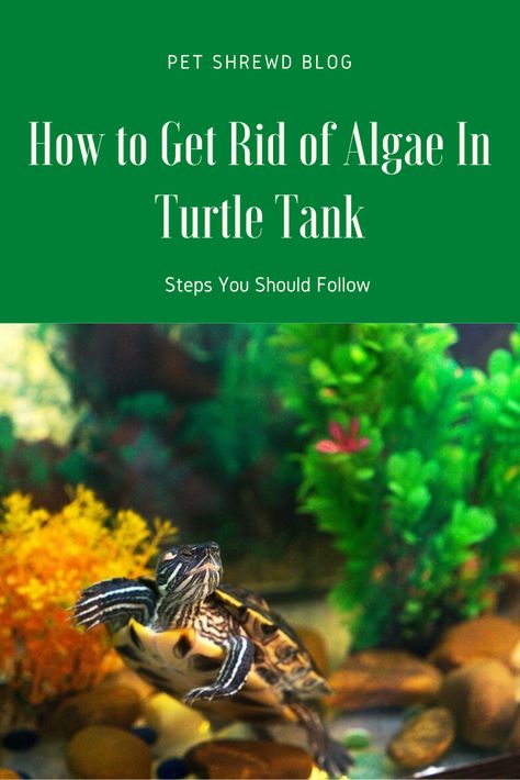 Turtle Tank Basking Area, 75 Gallon Turtle Tank Ideas, Diy Basking Area Turtle Tanks, Turtle Tank Cleaning Hacks, Aquatic Turtle Tank, Soft Shell Turtle Aquarium, Musk Turtle, River Turtle, Map Turtle