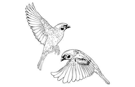 sparrow posture- we like that one has wings up, the other down! Sparrow Drawing, Fly Drawing, Sparrow Art, Sparrow Tattoo, Small Tats, Coffee Shop Logo, Cute Tiny Tattoos, Wacom Tablet, Silhouette Stencil