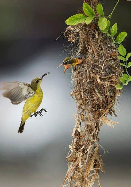 from Iryna Mother Bird, Birds Nest, Baby Bird, Bird Cages, Pretty Birds, Bird Nest, Birds Eye, Bird Watching, Bird Feathers