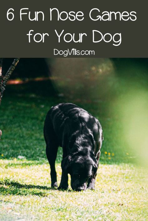 Easiest Dogs To Train, Dog Behavior Problems, Dog Enrichment, House Training Dogs, Dog Games, Dog Brain, Dog Training Techniques, Best Dog Training, Train Your Dog