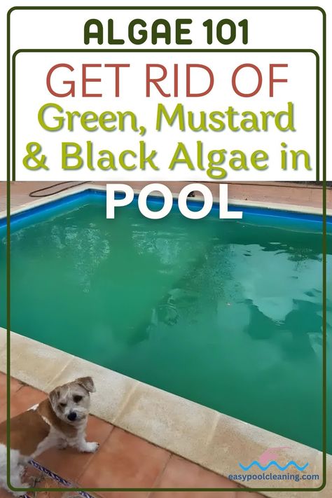 “Explore our guide on eradicating pool algae. Learn the effective ways to remove green, mustard, and black algae. Click the link to start your journey to a cleaner pool. Follow us for more expert pool care advice and tips. Pool Algae How To Get Rid, Black Algae In Pool, Pool Algae, Clean Pool, Green Pool, Pool Care, Pool Sizes, Green Algae, Pool Pump