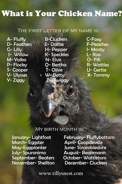 Tilly's Nest: What is Your Chicken Name? Funny Name Generator, Doug Funnie, Birthday Scenario, Classroom Halloween, Funny Names, What Is Your Name, Halloween Games, Chickens Backyard, Cool Names