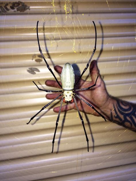 Giant Orb spider in Australia. Spiders In Australia, Orb Spider, Meanwhile In Australia, Arachnids Spiders, Cool Insects, Saltwater Crocodile, Giant Spider, Cool Bugs, Body Features