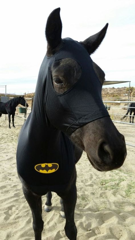 Batman Horse Costume, Black Horse Halloween Costumes, Halloween Horse Costume Ideas, Easy Horse Halloween Costumes, Horse And Human Halloween Costumes, Costume Horse And Rider, Black Horse Costume Ideas, Horse And Human Costumes, Halloween Costumes For Horses And Rider