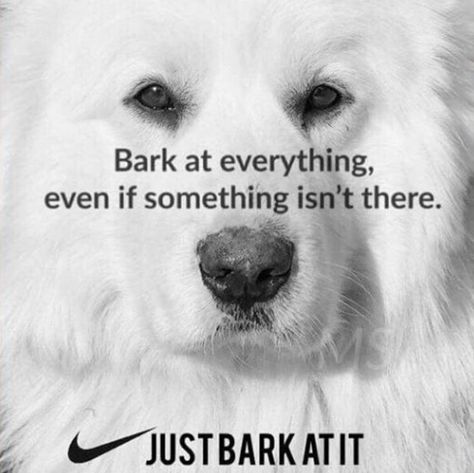 Bark at everything, even if something isn't there. Just bark at it! Great Pyrenees Dog, Dog Rules, Great Pyrenees, White Dog, Pyrenees, Animal Quotes, Dog Quotes, Dog Memes, A Quote