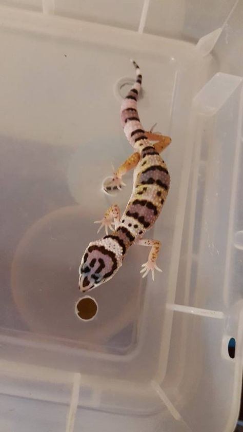 My new Leopard Gecko. 3 months old, Mack Snow. Mack Snow Leopard Gecko, Snow Leopard Gecko, Leopard Gecko, Snow Leopard, Gecko, 3 Months, Animals, Quick Saves