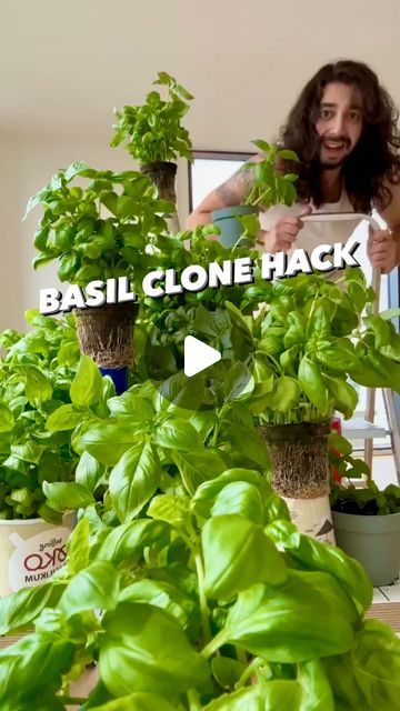 Armen Adamjan on Instagram: "Just buy one of these and you’re gold!? 😲 Clone as many as you want, and maybe give one or two to your neighbors / friends! 🤩🌱
.
.
.
.
#basil #plantbased #grow #howto #gardening #garden #diy" Grow Lavender Indoors, Lavender Indoors, Basil Growing, Growing Basil Indoors, Grow Lavender, Creative Explained, Inflammation Recipes, Edible Gardening, Anti Inflammation Recipes