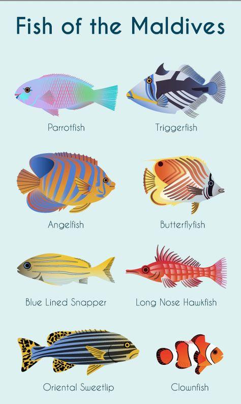 Fish of the Maldives. Infographic from Kuoni Maldives Holidays Maldives Fish, Pastel Jellyfish, Weird Looking Animals, Ocean Therapy, Fish Chart, Ipad Lockscreen, Artificial Reef, Sea Creatures Art, Maldives Holidays