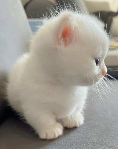 Munchkin Kitten, Cats Photos, White Kitten, Cute Animals Puppies, Very Cute Dogs, Cute Little Kittens, Cute Cats Photos, Pretty Animals, Baby Kittens