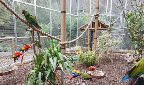 Macaw Aviary, Macaw Enclosure, Big Bird Cage Ideas, Outdoor Aviary, Aviary Ideas Outdoor, Bird Aviary Ideas Outdoor, Outdoor Parrot Aviary, Big Parrot Cage, Macaw Cage