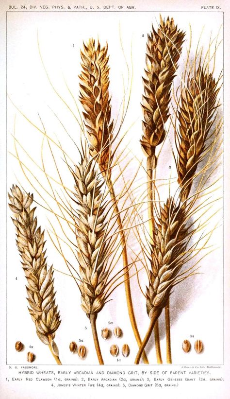 Wheat (Triticum) Prosperity Wheat Tattoo, Plants Drawing, Science Illustration, Illustration Botanique, Image Nature, Scientific Illustration, Botanical Drawings, Vintage Printables, Vintage Botanical