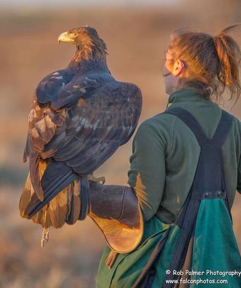 Stephen Bodio's Querencia: Hares (and coyotes) beware Falcon Hunting, Bird People, Bird Girl, Animal Husbandry, Japanese American, Birds Of Prey, Alter Ego, Horseback Riding, Bald Eagle