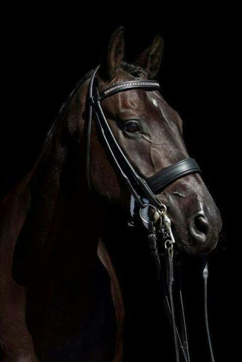 Brown Horse Aesthetic, Dark Brown Horse, Horse Spirit Animal, Kathiyawadi Horse, Horse Showing, Horse Competition, Horse For Sale, St Georges, Beautiful Arabian Horses