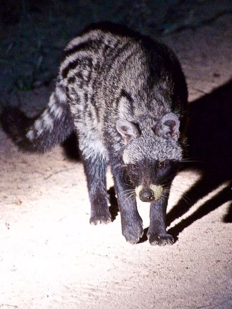 African Civet, Civet Cat, Boxer Mix Puppies, Wild Animals Photography, Pet Dragon, Dog Grooming Business, Black Lab Puppies, Pets Drawing, Pet Monkey