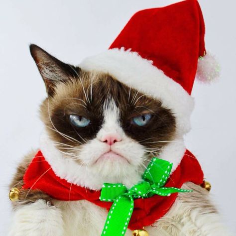 Christmas Quotes Grinch, Grumpy Cat Christmas, Grumpy Cat Meme, Christmas Greetings Quotes, Funny Christmas Jokes, Christmas Memes Funny, Funny Christmas Pictures, Cat Jokes, Christmas Jokes