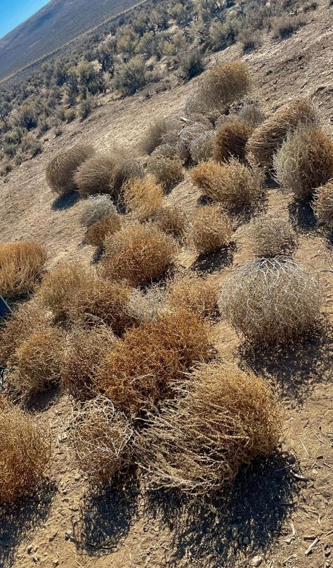 Tumbleweed Christmas Tree, Diy Tumbleweed, Tumbleweed Chandelier, Tall Thimbleweed, Wild West Tumbleweed, Nevada Usa, Great Basin, Desert Decor, Western Theme