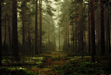 Edge Of Forest, Fairy Oak, Bear King, Black Forest Germany, Fairytale Forest, Spotify Covers, Forest Background, Foggy Forest, Night Forest