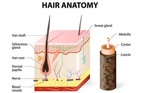 Stages Of Hair Growth, Professional Hair Color Chart, How To Maintain Hair, Natural Hair Care Routine, Unwanted Hair Growth, Hair Growth Cycle, Sweat Gland, Hair Growth Supplement, Hair Porosity