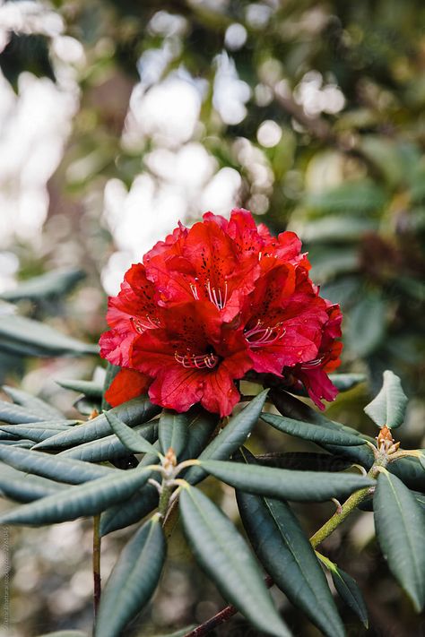 Nepali Illustration, Rhodendron Flower, Rhododendron Drawing, Rhododendron Tree, Rhododendron Tattoo, Garden Core, Mad Honey, Rhododendron Flower, Rhododendron Plant