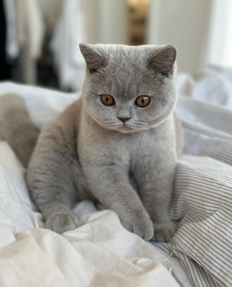 Scottish Shorthair Cat, Calico British Shorthair, British Shorthair Cats Grey, Gray British Shorthair, Dsh Cat, British Cats, British Shorthair Kittens, Dog Breeds List, Chibi Cat