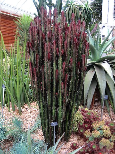 Euphorbia trigona f. rubra - RHS Wisley | Snapshooter46 | Flickr Replanting Succulents, Euphorbia Trigona, African Milk Tree, Summer View, Small Nurseries, Desert Homes, Cactus Garden, Cactus And Succulents, Urban Style