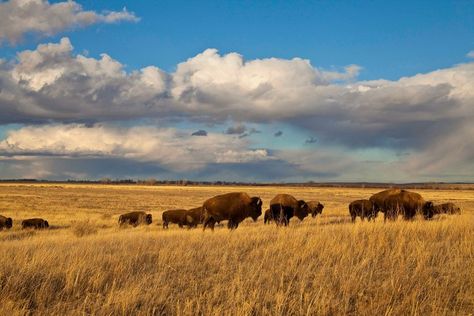 Plains Landscape, Home On The Range, Great Plains, Nature Conservation, American West, Beautiful Creatures, House Painting, Beautiful Nature, Montana