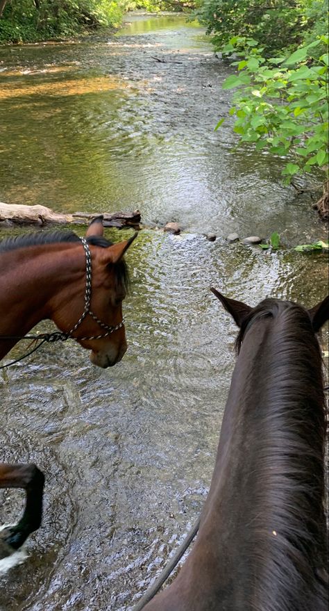 #horse #aesthetic #summer #water #adventure Horse In Water, Horse Diving, Friends Party Night, Adventure Core, Jackson Aesthetic, Horse Water, Horse Things, Horse Wallpaper, Western Life