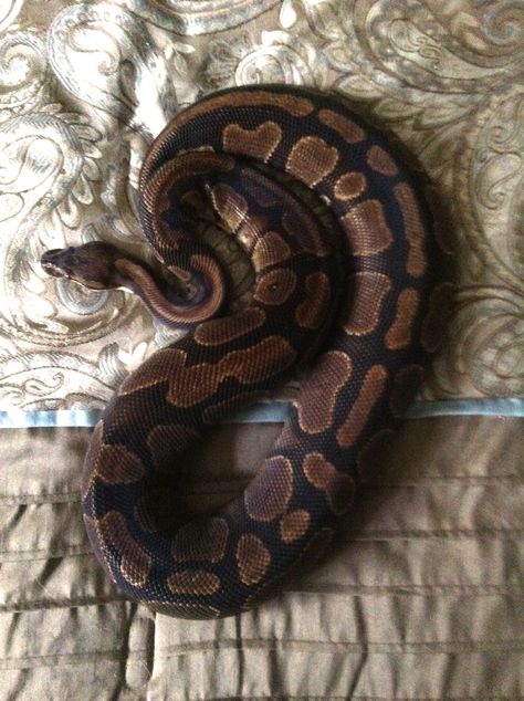 Moth Taxidermy, Horror Embroidery, Tattoos Plants, Ball Python Care, Snake Terrarium, Snake Photos, Python Morphs, Jumping Spiders, Cool Snakes