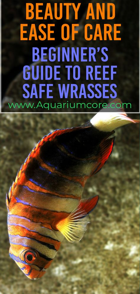 reef safe wrasses Salt Water Fish, Saltwater Fish, Marine Aquarium, Saltwater Aquarium, Angel Fish, Clown Fish, Freshwater Aquarium, Colorful Fish, Tropical Fish