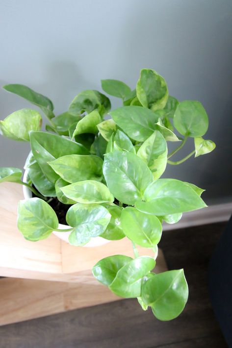 lemon meringue pothos Pothos Plant Care, Pothos Plants, Pothos Plant, Growing Plants Indoors, Lemon Meringue, Growing Plants, Meringue, Plant Care, Indoor Plants