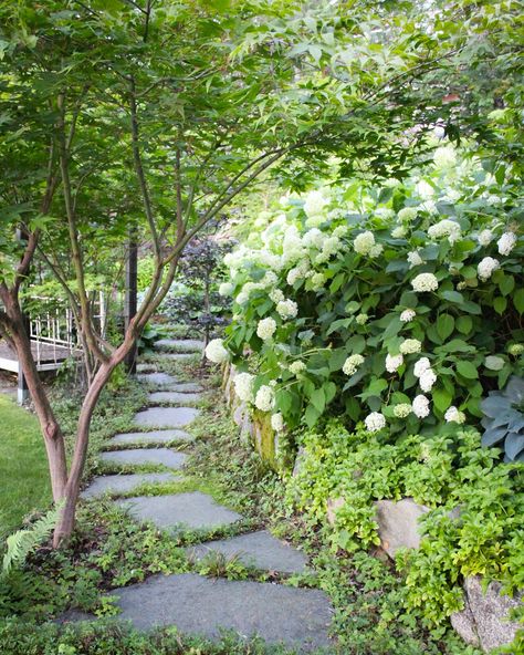 So many varieties of hydrangea, so which one should you choose? This is the popular variety Annabelle (hydrangea arborescens). Flowers on new wood so frost damage isn’t a problem like it can be for macrophylla varieties. Can take quite a lot of sun as long as it gets enough water. On the down side are the really big mopheads that easily flop over and can break in heavy rain or wind. Will need sturdy support. Tips on other varieties coming up. Annabelle Hydrangea, Hydrangea Arborescens, Heavy Rain, Break In, Hydrangea, Garden Design, Sun, Canning, Wood