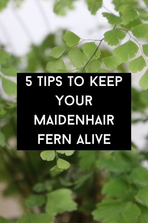 Maidenhair Fern Terrarium, Maidenhair Fern Indoor, Maidenhair Fern Care, Fern Care Indoor, Cat Friendly Plants, Indoor Ferns, Ferns Care, Hanging Plants Outdoor, Maidenhair Fern