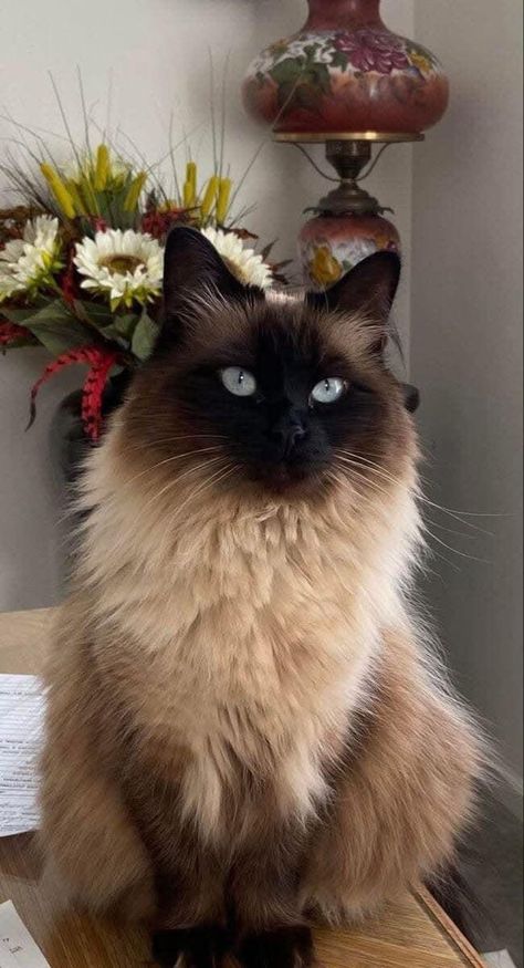 Simease Cats, Himalayan Persian Cats, Birman Cat, Himalayan Cat, Gorgeous Cats, Beautiful Cat Breeds, Most Beautiful Cat Breeds, Cute Cats Photos, Arte Inspo