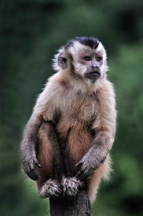 Amazon Animals, Types Of Monkeys, Animal Photography Wildlife, Capuchin Monkey, Tropical Animals, Pet Monkey, A Monkey, Primates, Animals Of The World