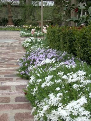 Sunny Border Plants, Plant Borders Edging, Border Grass Ideas, Salvia Border Garden Ideas, Plants For Sidewalk Border, Driveway Edging Plants, Porch Border Landscaping, Front Border Plants, Full Sun Border Garden