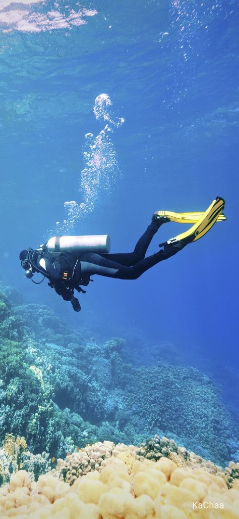 Scuba Diving Pictures, Standing On The Edge, Empty Palette, Scuba Diving Photography, Sea Diving, Deep Sea Diving, Marine Conservation, Underwater Photos, Oceanography