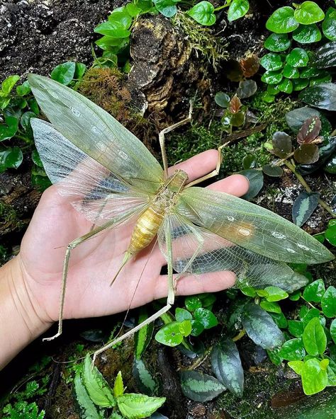 Bio Sapiens on Instagram: “Arachnacris corporalis (Giant Malaysian Katydid). ⁣ 🍃⁣ The worlds largest Katydid and amongst the worlds largest insects, this denizen of…” Ap Drawing, Insect Collection, Dragonfly Art, Worlds Largest, Reptiles, Bugs, Google Images, Insects, Photographer