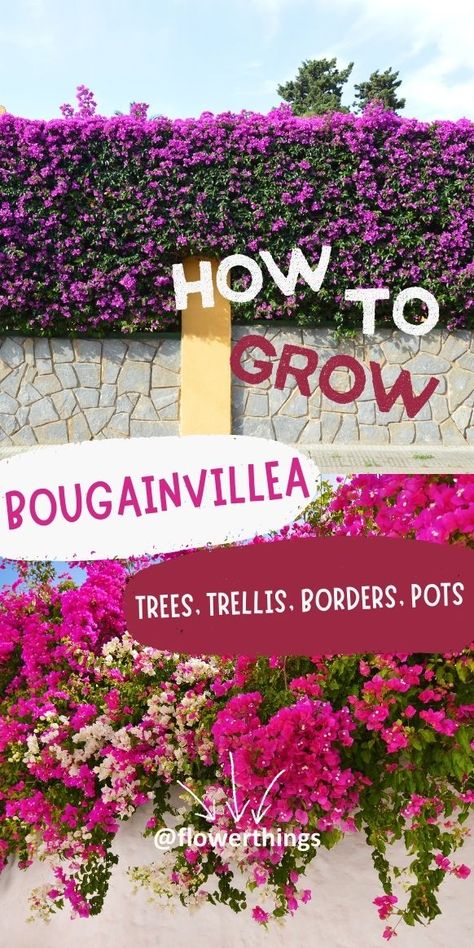 Bougainvillea Care Guide And Types | Flowersandflowerthings Bougainvillea On Pergola, How To Train Bougainvillea Trellis, Bouganvilla Aesthetic, Bougainvillea Planting Ideas, Pergola Flowers, Podocarpus Hedge, Bougainvillea Trellis, Bougainvillea Colors, Bougainvillea Care