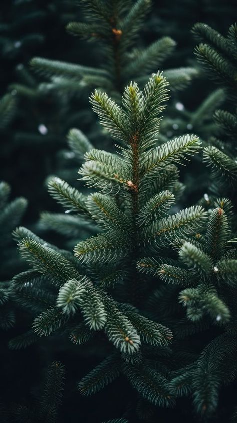 Spruce tree christmas winter plant.  | premium image by rawpixel.com / Pinn Green Forest Wallpaper Aesthetic, Pine Tree Aesthetic, Forest Wallpaper Aesthetic, Evergreen Wallpaper, Green Forest Wallpaper, Spruce Forest, Winter Florals, Christmas Tree Wallpaper, Pine Leaf