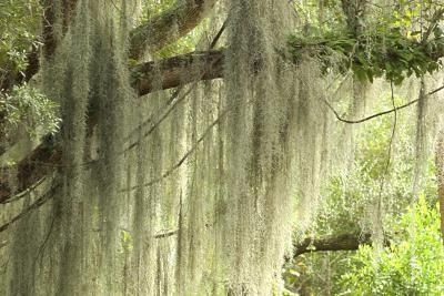 How to dye Spanish moss to match your theme Moss Ideas, Spanish Moss Trees, Tillandsia Usneoides, Moss Tree, Moss Walls, Moss Decor, Moss Wall Art, Moss Garden, Moss Art