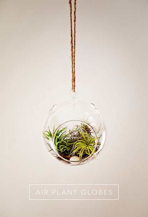 Hanging Glass Globes, Terrarium Tutorial, Globe Ideas, Globe Terrarium, Apartment Decorating Hacks, Hanging Plants Diy, Outside Plants, Trendy Plants, Plant Terrarium